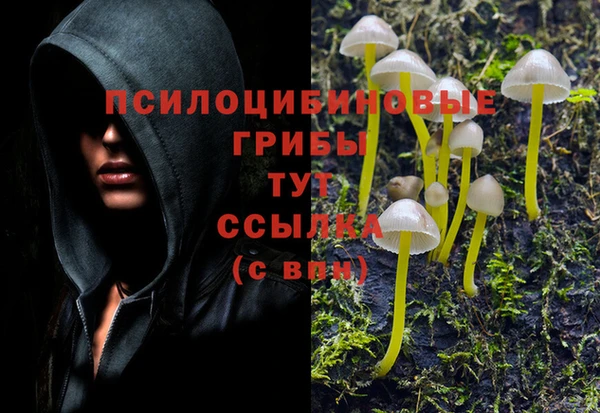 шишки Карпинск